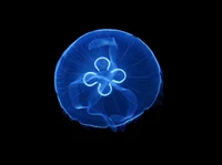 Moon Jellyfish