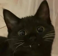 Weird cat smiling