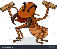 Termite