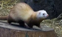 Service ferret