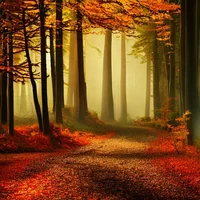Forest in Autumn 