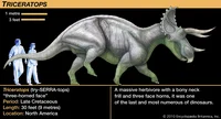 triceratops
