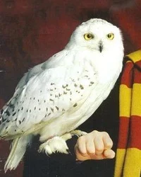 Hedwig
