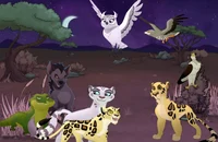 The life of a feline