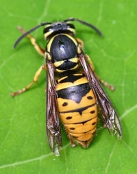 Queen Yellowjacket