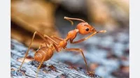 Ant