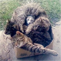 cats in a box 