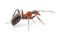 ant