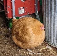 Chicken Ball