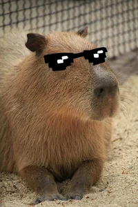 Capybara 