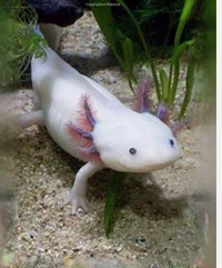Axolotl