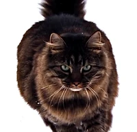 Maine Coon Cat