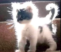 Super Saiyan Cat