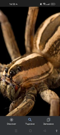 Wolf Spider