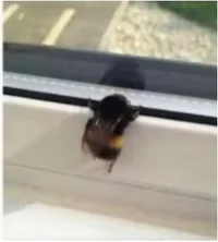 Chonky bee