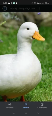 duck