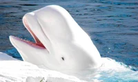 Izumi beluga whale