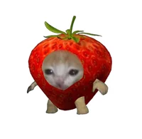 Strawberry cat