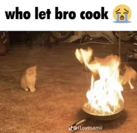 Cooking Cat
