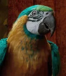 Blue and gold macaw