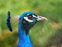 A Peacock