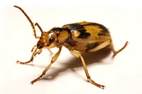bombardier beetle