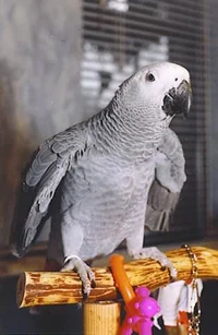 Einstein Parrot