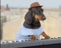 Perro tocando piano