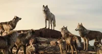 Wolf pack