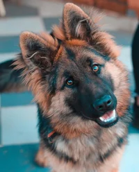 German shepherd 