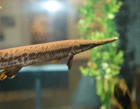 small mouth gar