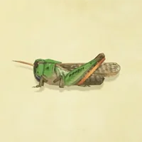 Locust