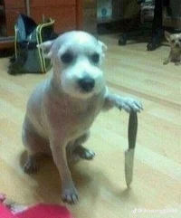 Perro con cuchillo