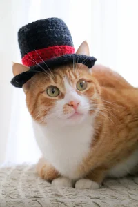 top-hat-cat