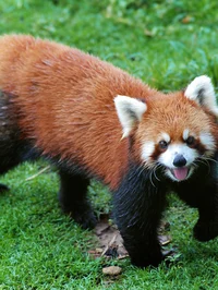 Red panda