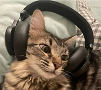 Brown cat headphones