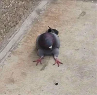 Sitting pigeon