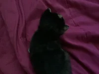 kitten litter lol