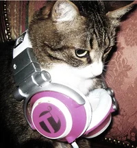 Rotten but headphone