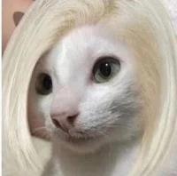 Karen cat
