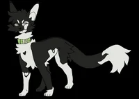 -Cesar-Warrior Cats 