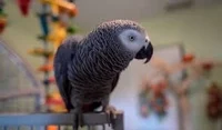 Apollo the parrot 