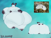 Sea bunny 