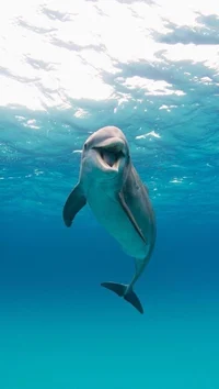 Dolphin