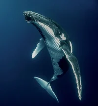 Humpback whale