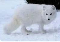 arctic fox