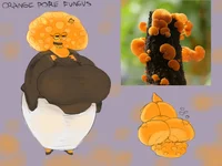 Orange pore mushroom