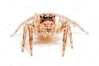 jumping spider