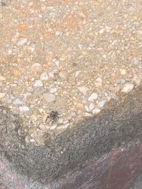 Darling The JumpingS