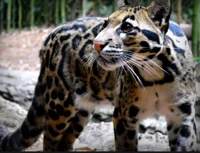 Clouded Leopard